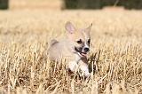CORGI PEMBROKE 103